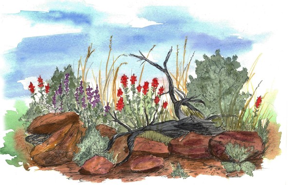 Indian Paintbrush Wildflowers 