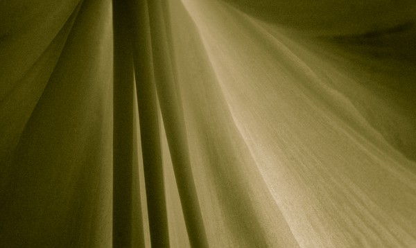 Amaryllis