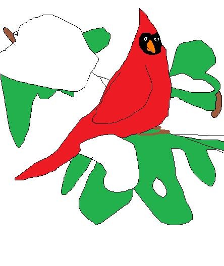 Northern Cardinal