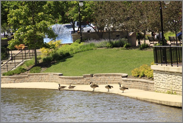 CANADA GEESE ENJOYING THE WALK