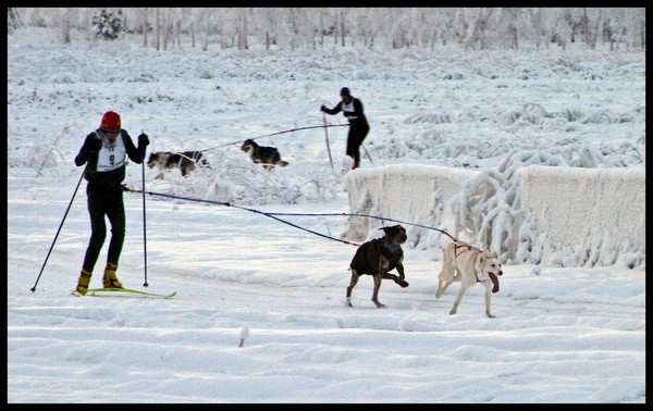 DOG POWERED SKI RACERS