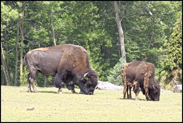 BISON GRAZING