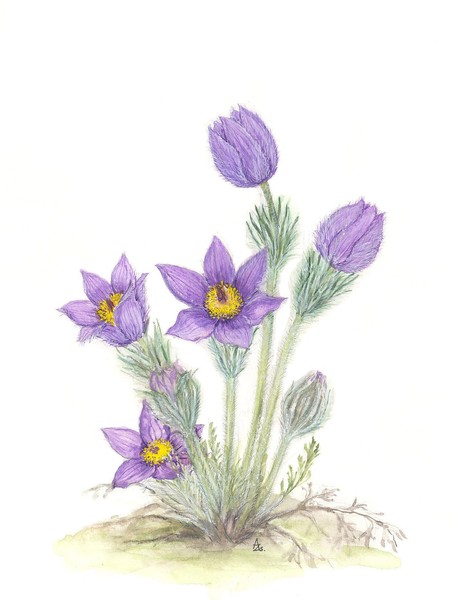 Pasque Flower - Pulsatilla grandis