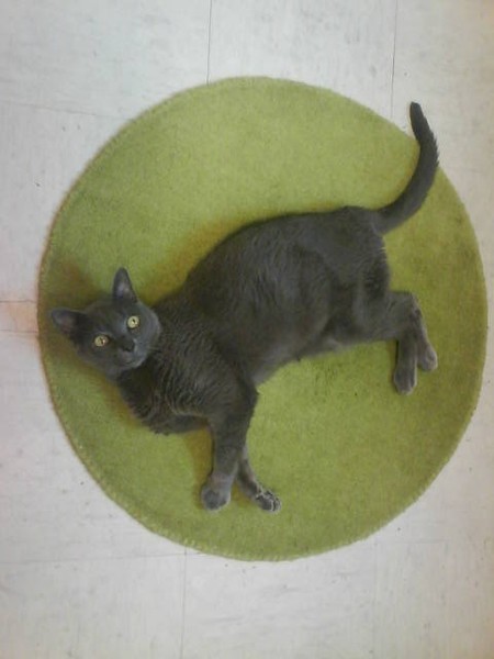 Next Top Model Cat