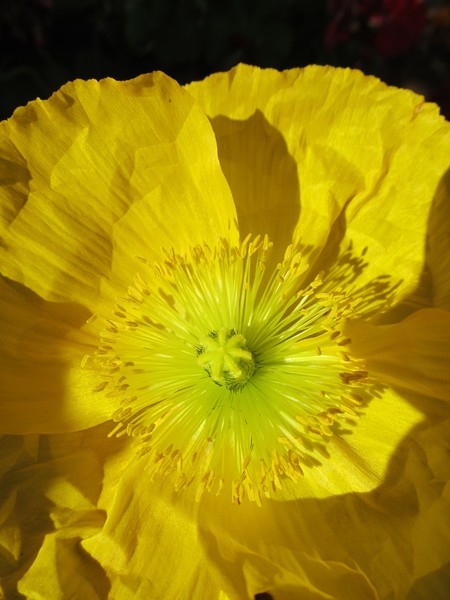 Yellow Poppy