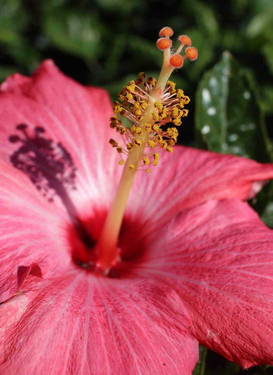 Hibiscus