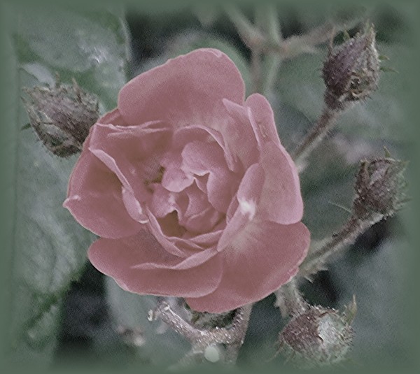 faded rose
