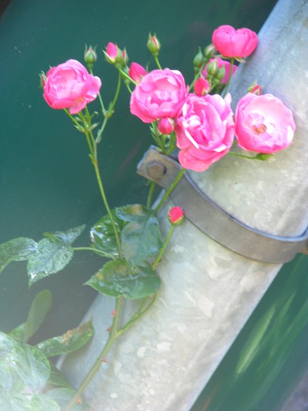 Gracelight roses