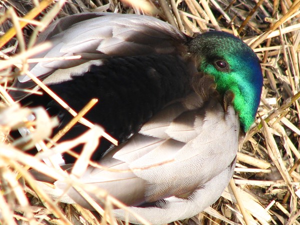 Duck©city series©2010-just a peak of...