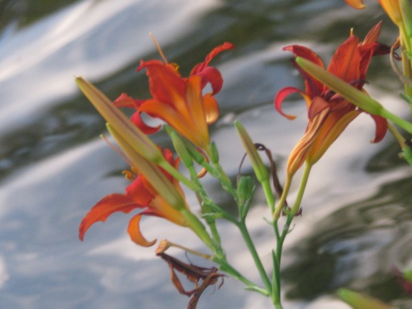 FLORALS AGAINST WATER..(RED-ORANGE)