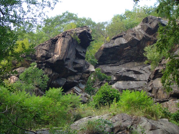 stonecrop