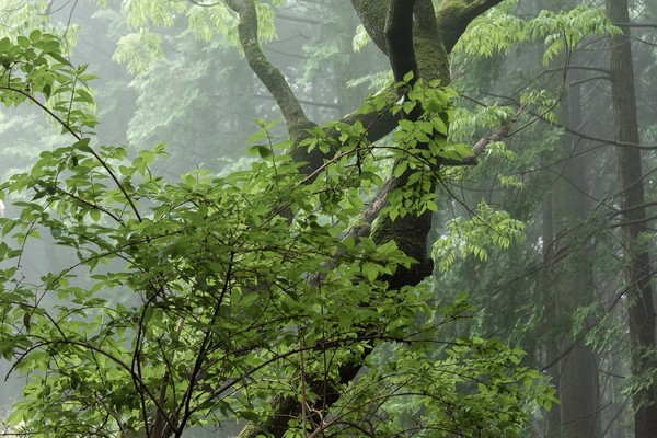Misty Trees along the Kumano Kodo Trail