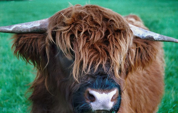 Highland bull