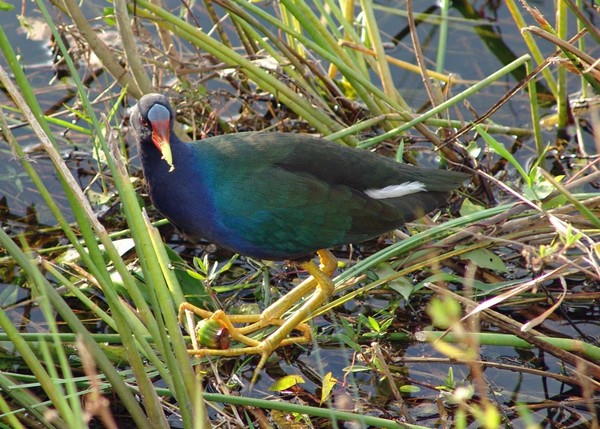 Purple Gallinule