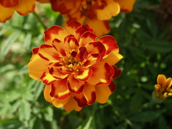 Marigolds On Maple Street