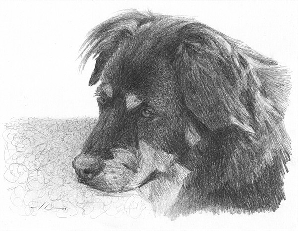 wp-lg old dog portrait