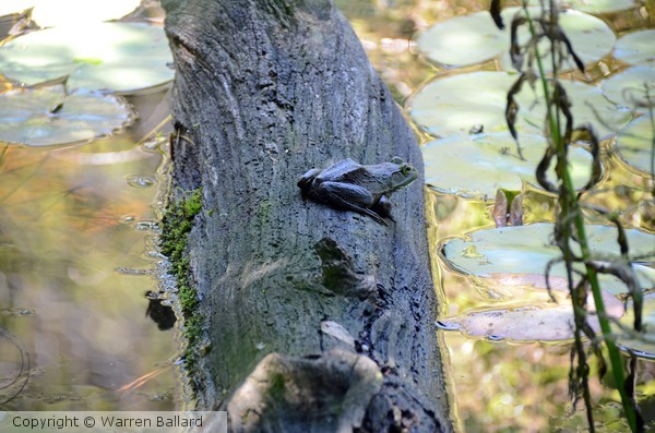 A Frog on a Log