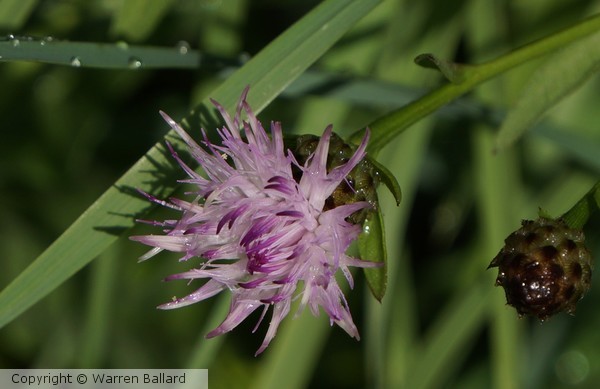 In the Weeds Too