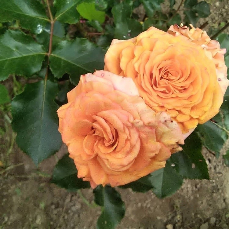 Orange roses
