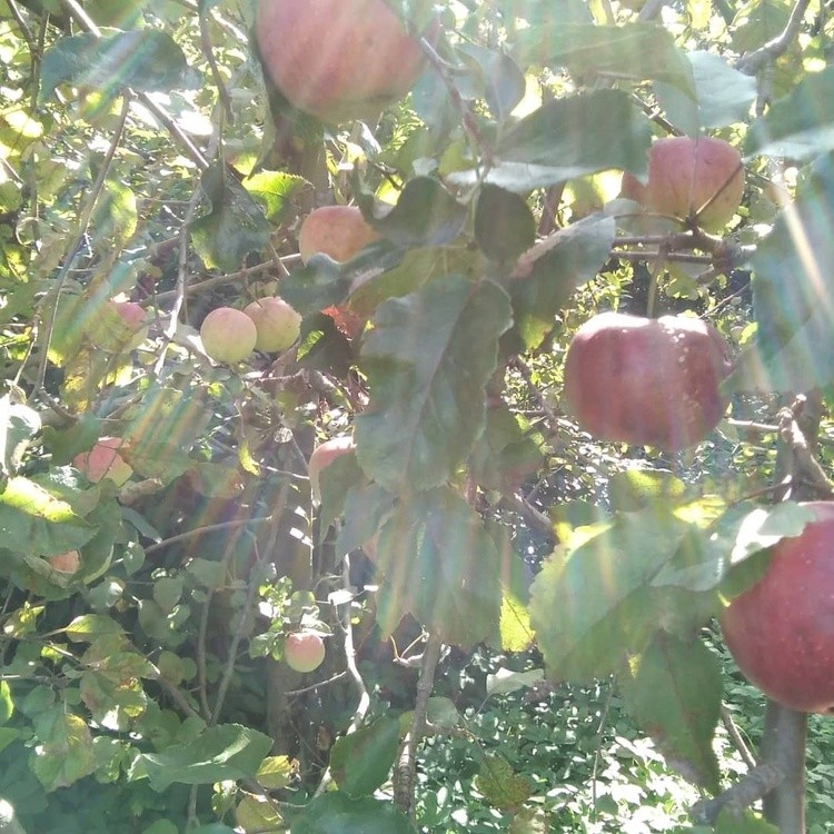Apples ,blessing from God