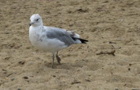 Seagull 2