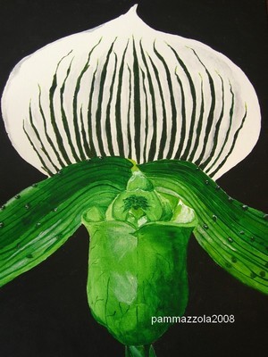 Slipper Orchid
