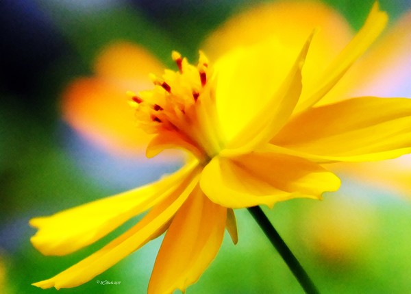 Glowing Orange Flower in the Sun