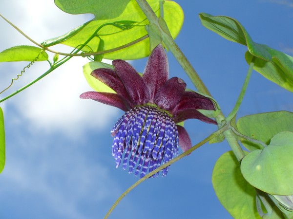 Purple Passion Flower 2