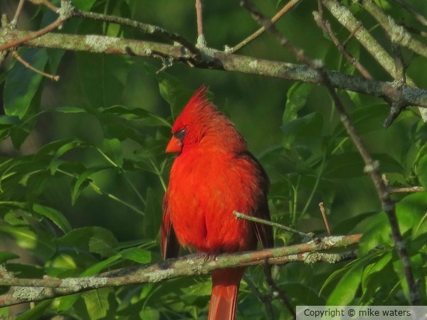 Cardinal