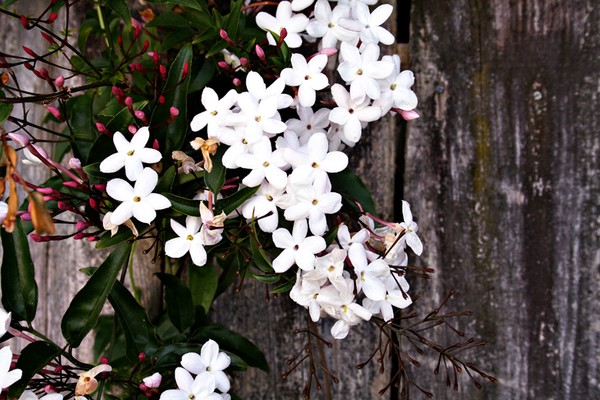 Jasmin