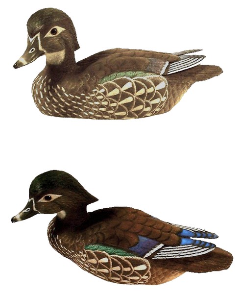 Wood Duck Hen