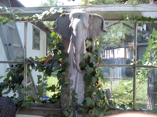 backyard 2011