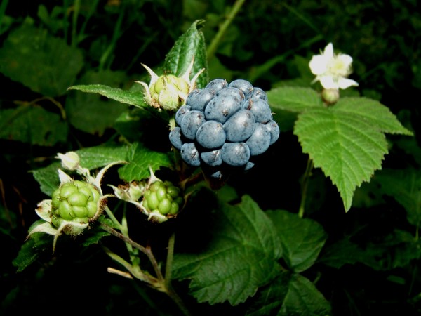 Blackberry