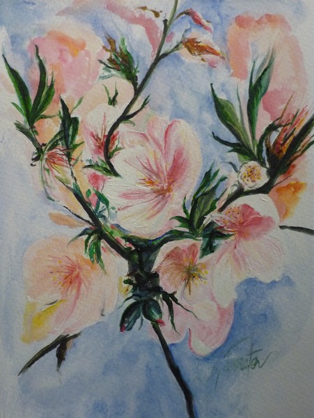 Almond Blossom 