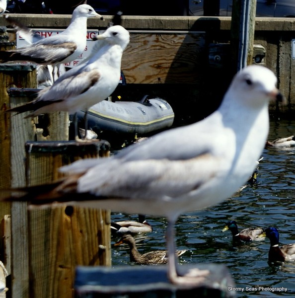 For the Birds