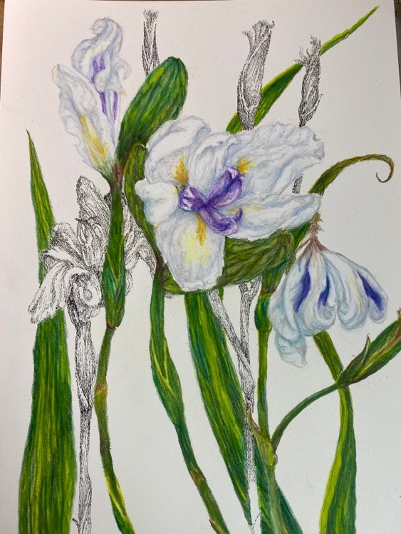 African White Iris