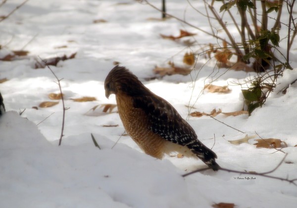 Winter Hawk