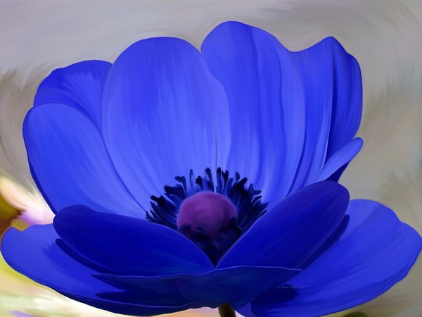 Windflower