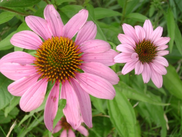 Two Flowers