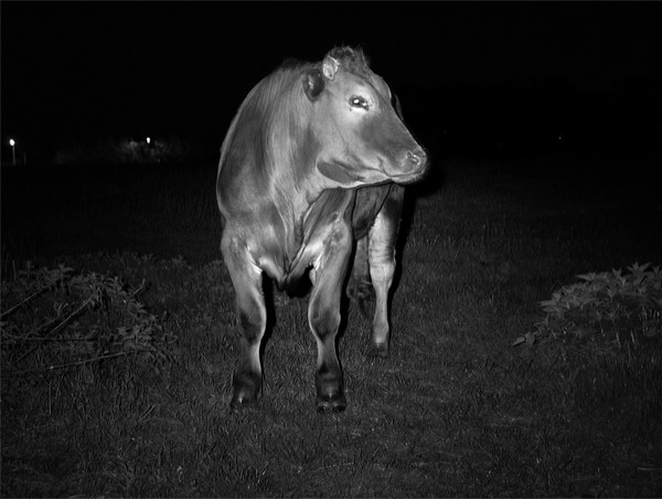 Bull in the night