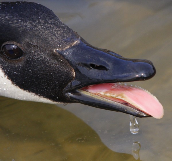 Upset goose!