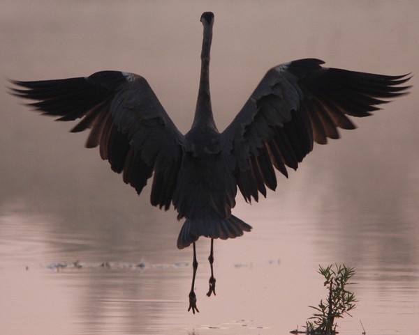 Running Blue Heron
