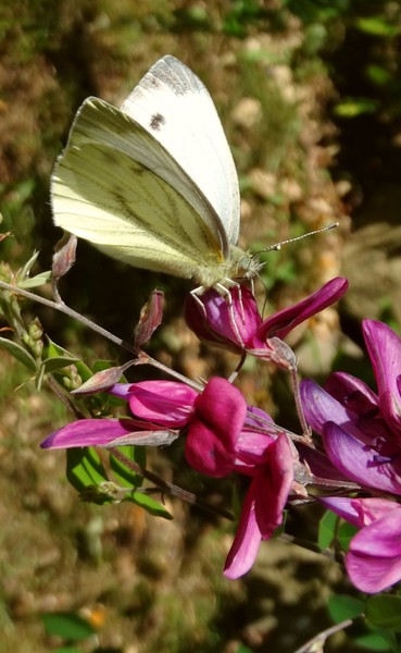 one butterfly