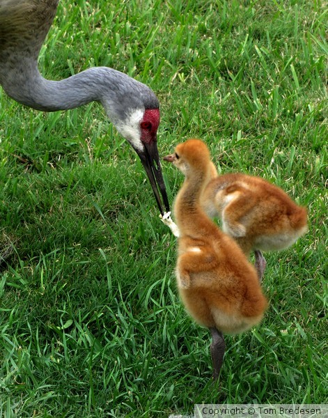 Sandhill Crane - feeding the chicks!