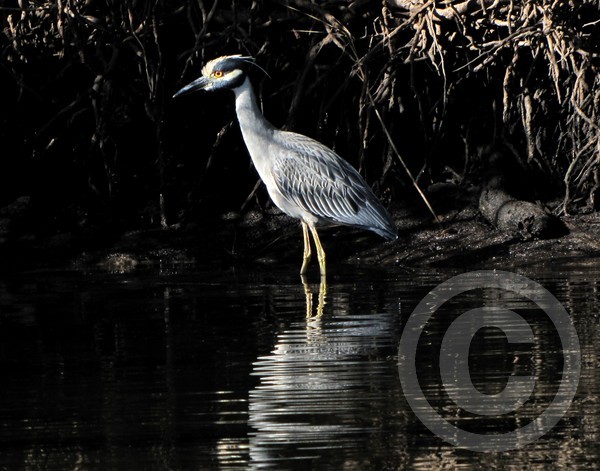 Yellow-crowned Night Heron