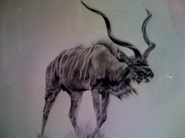 African Kudu