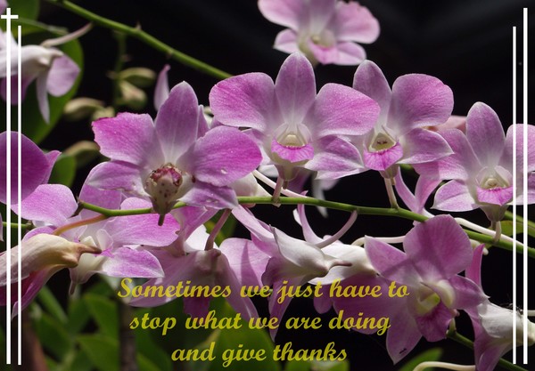 orchids 