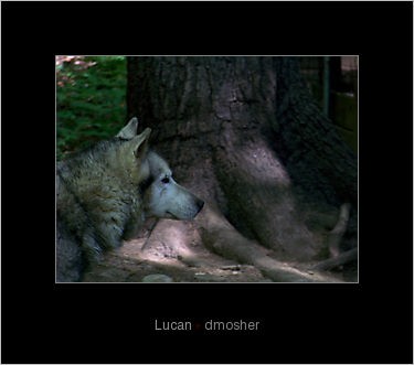 Lucan