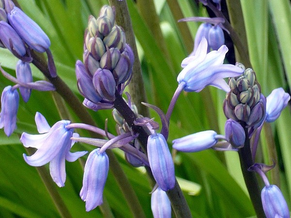 blue bells