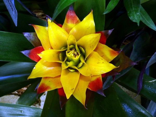 Indoor display #1  Lauritzen Gardens
